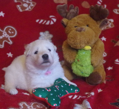 A..... des fantômes de la nuit (collier rose)