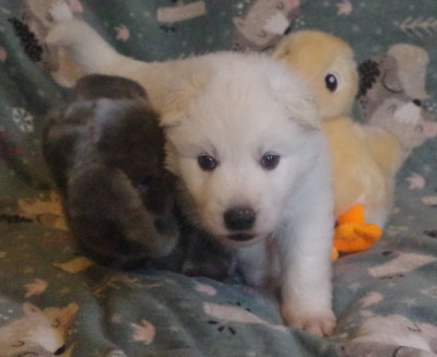 Astral des fantômes de la nuit (collier noir)