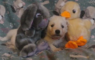 Aïko des fantômes de la nuit (collier rouge)