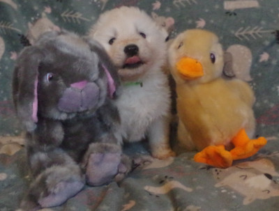 Aïto des fantômes de la nuit (collier vert)