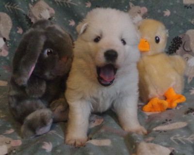 Ayko Shy des fantômes de la nuit (collier violet)