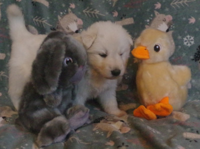 Abyss des fantômes de la nuit (collier orange)