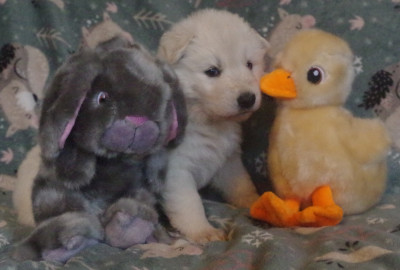 Anoki des fantômes de la nuit (collier jaune)