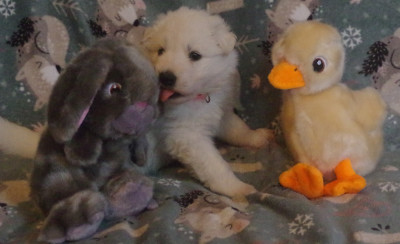 Amber Moon des fantômes de la nuit (collier rose)