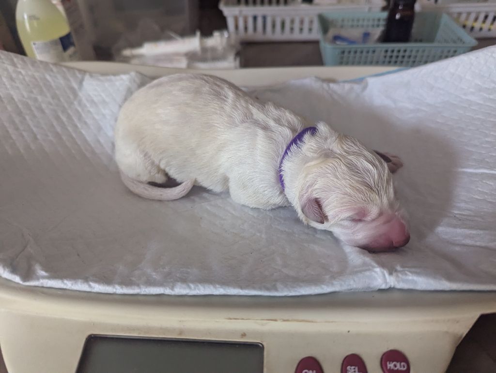 des fantômes de la nuit - Chiots disponibles - Berger Blanc Suisse