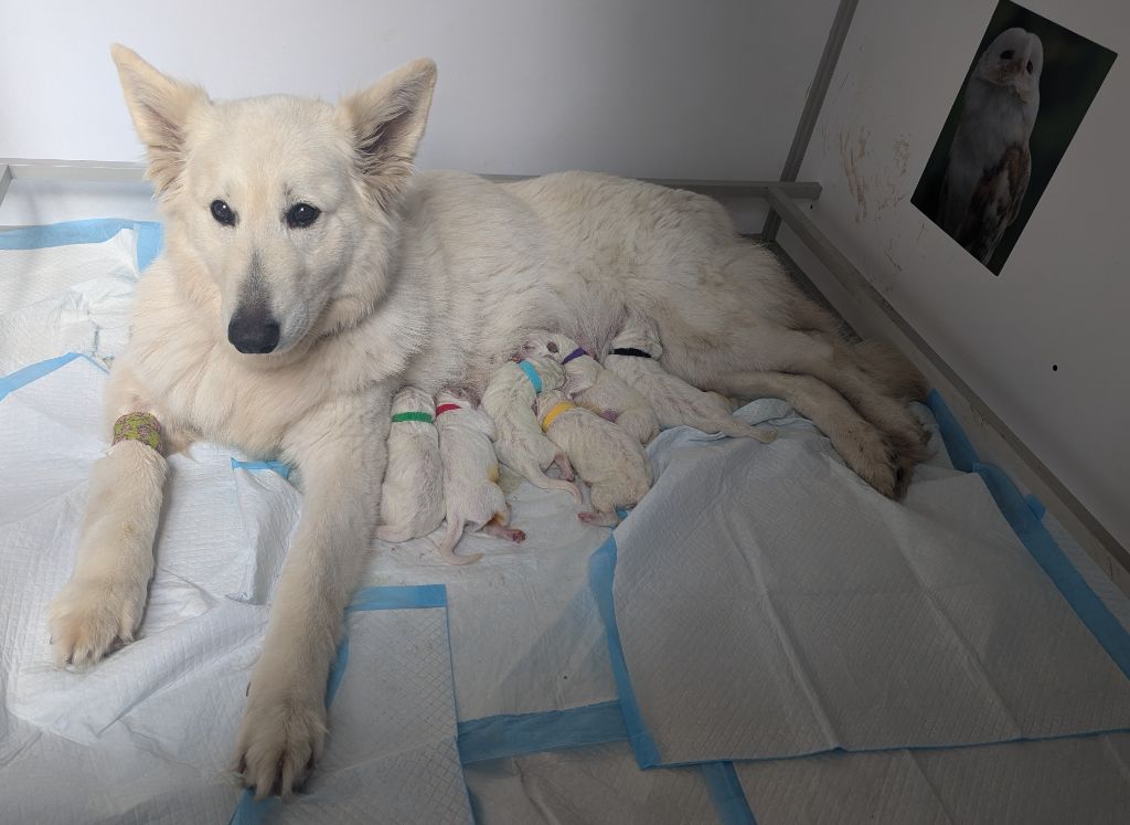 Chiot Berger Blanc Suisse des fantômes de la nuit